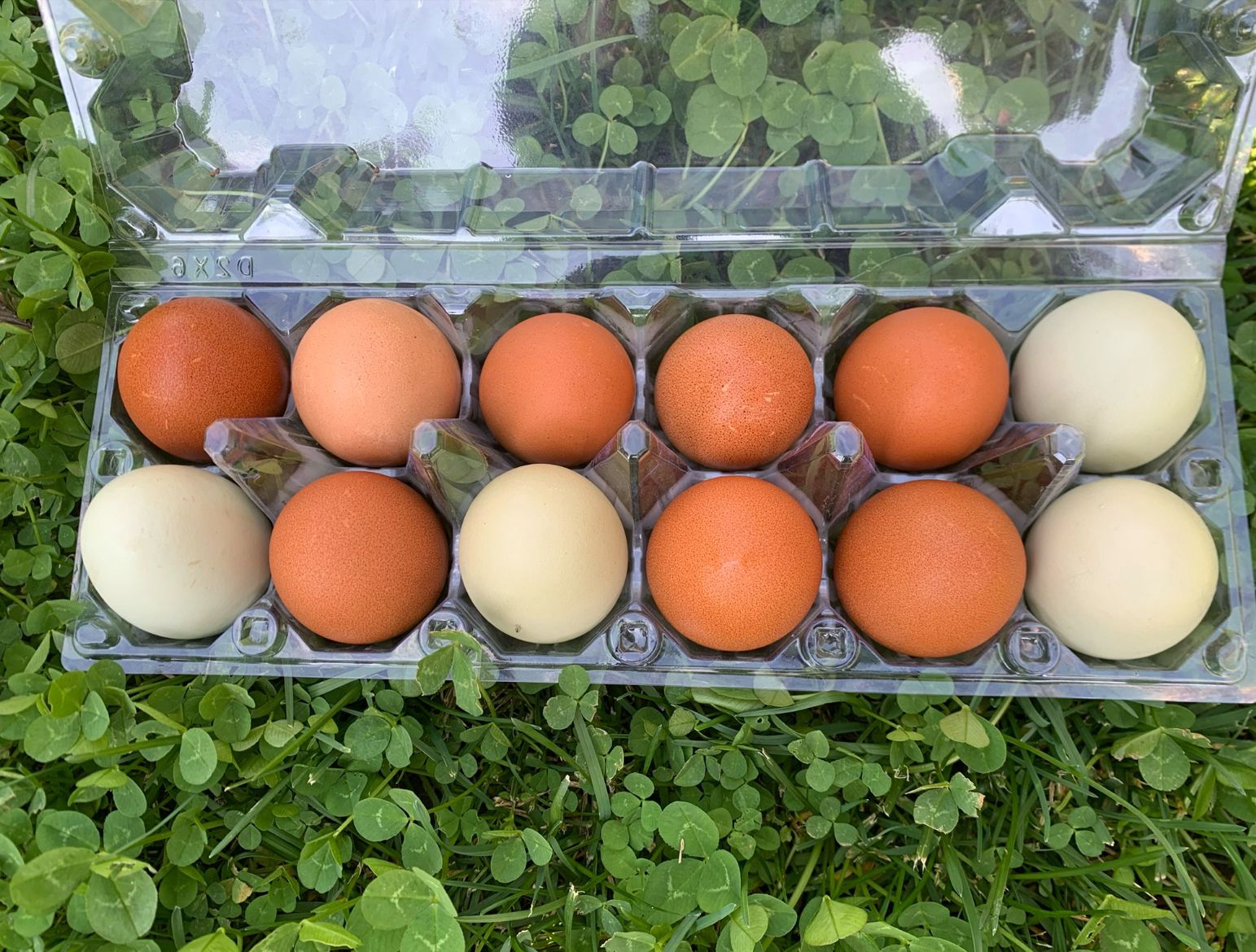 Eggs