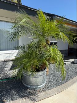 Pygmy Date palm tree