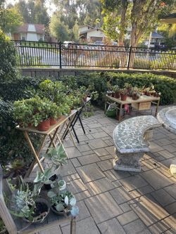 ‼️‼️‼️Selling Over 50 PLANTS! ‼️‼️‼️