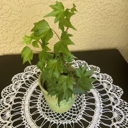 Francis Ivy ( Hedera helix) plant in 4” Ceramic Pot 🪴 