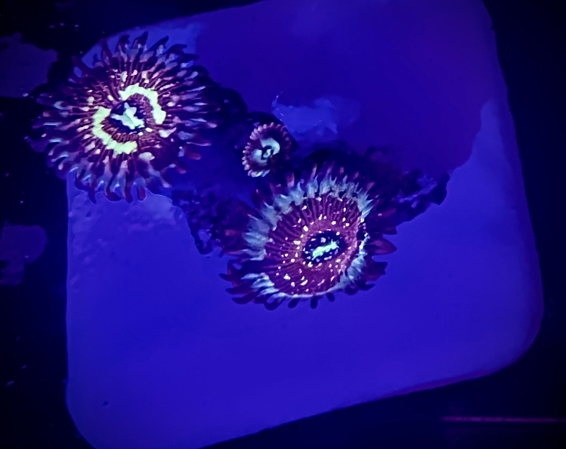 Salted Agave Zoa