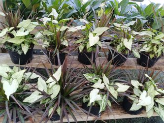 Beautiful House Plants Only $8💚🪴