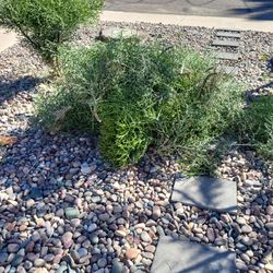 Free Pencil Cactus & Cat's Claw Vine Cuttings 