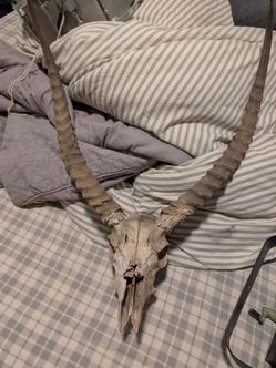 South African Antelope Skull