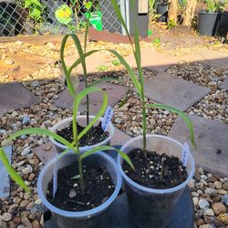 Hilo Buddha belly sugarcane starter