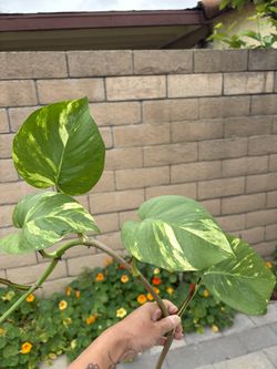 Rooted Giant Pothos Cutting  