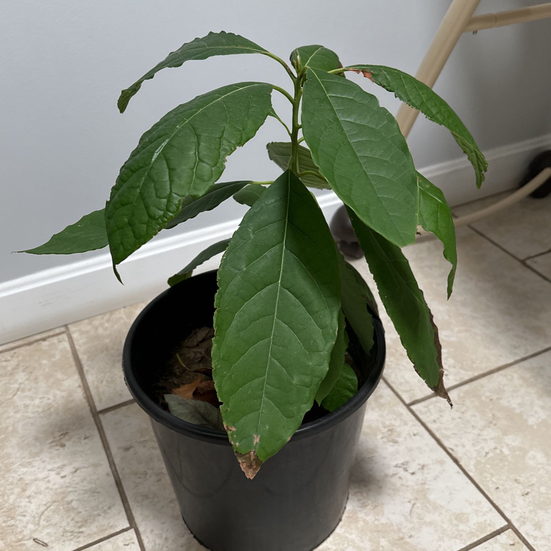 Avocado Plant 