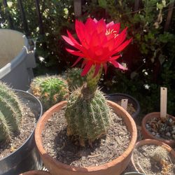 Red Cactus
