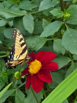 Dahlia Plants Butterfly Magnets $5 each