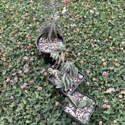 Beautiful Succulents