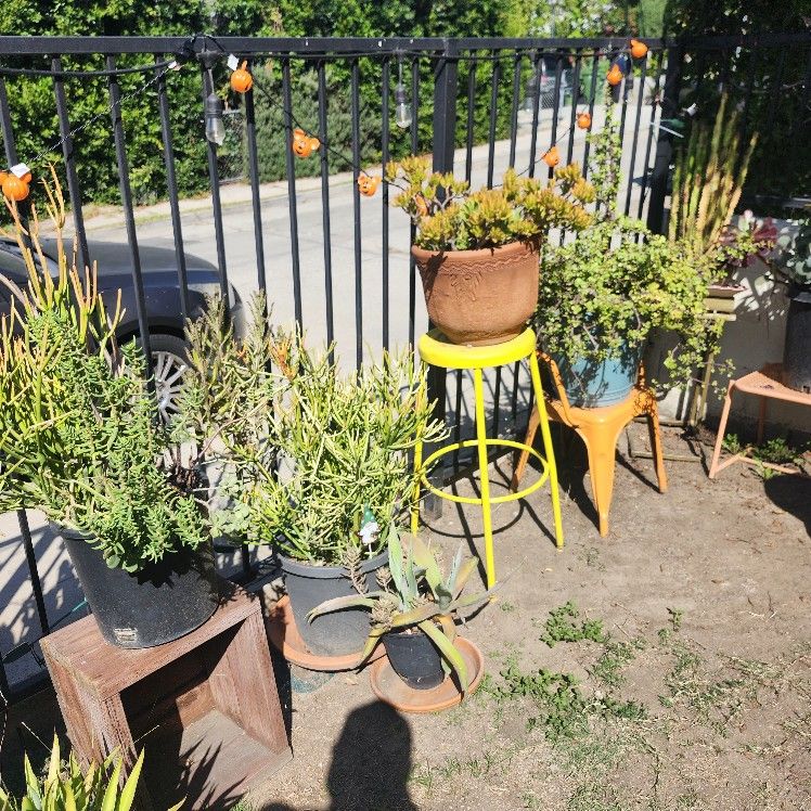 plant Sale βοΈπ΅βοΈπ΅ π΄π΄