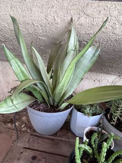 Moonshine snake plant