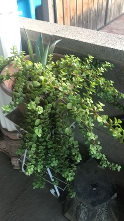 Elephant Bush plant