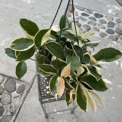 6” Hoya Queen High Variegation 
