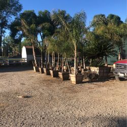 Queen Ann Palms