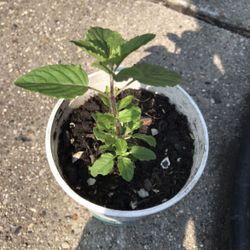 Tulsi, Mint Planter Aloe Vera Plant  🪴 