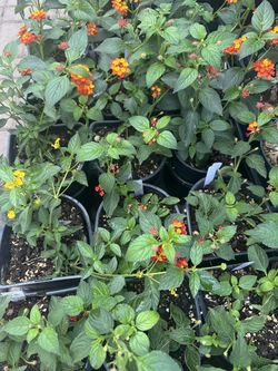 Lantana