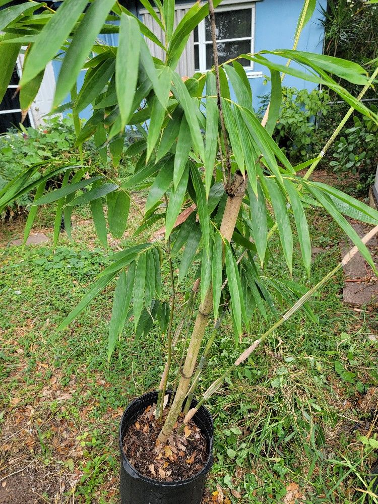 Blue Bamboo Clumping Bamboo