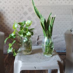 Plant Bros