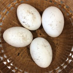 Fertilized Embden Geese Eggs 