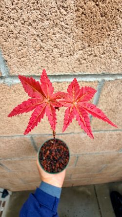japanese shindeshojo red maple in a 3” cup