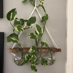 Pothos Plant Cuttings (already rooted)