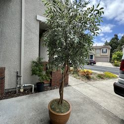Faux Tree - Indoor $55