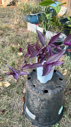 Plant