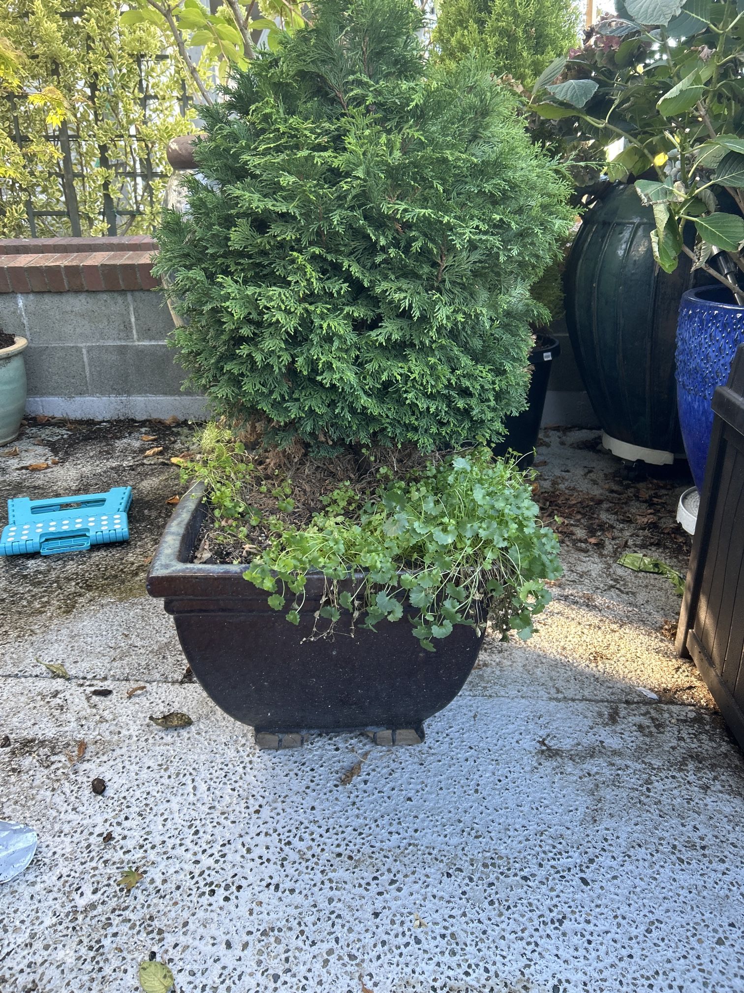 FREE Nearly 3’ Tall Miniature Cypress. Needs To Be Planted In Ground. Pot Not Included