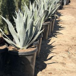 Blue Agave 15 Gal
