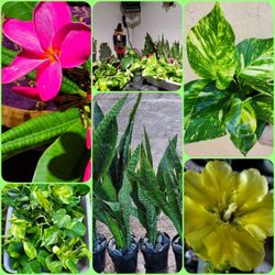 Indoors Plants. Outdoors Plants. Cactus. Succulents