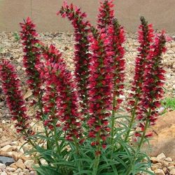 Echium Russicum Rubrum Perennial Plants 