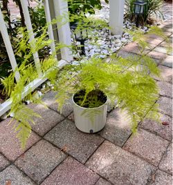 Fern