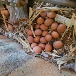 Chicken Eggs 