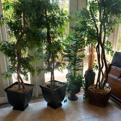 Large Plants (assorted)