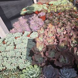 Echeverias & Succulent 