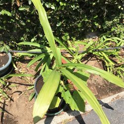 Lily Plants In Pot Decorative Green Plant Easy To Care For 