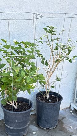 🌸 Arabian Jasmine 5 Gal — Super Bloom + Incredible Sweet Fragrance | 3–4 FT