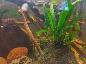 Aquarium, Fish Tank