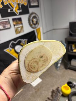 Polished Fossil Stone Slice