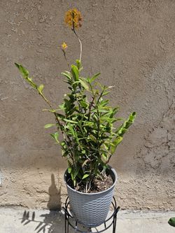 Yellow Fire Star Orchid with Pot