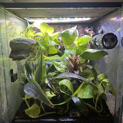 Bio Active Terrarium