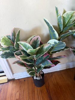 Artificial Variegated Rubber Tree Plant