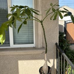 Very Large Money Tree 