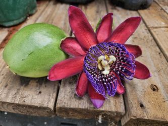 Large Purple Passionfruit Plant Ruby Glow