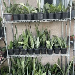 Snake Plants