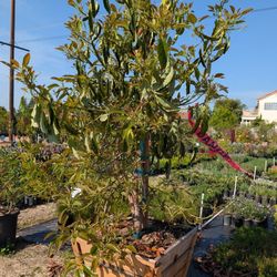 American Growers Plus Pasadena Nursery Variety of trees, roses, shrubs, annuals, fruit trees, succulents etc. milkweed available 