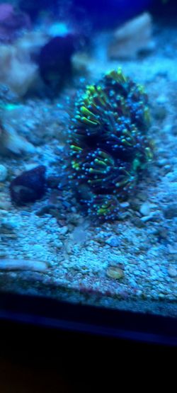 Galaxia Fake Coral
