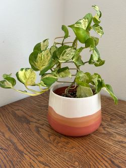 Plant