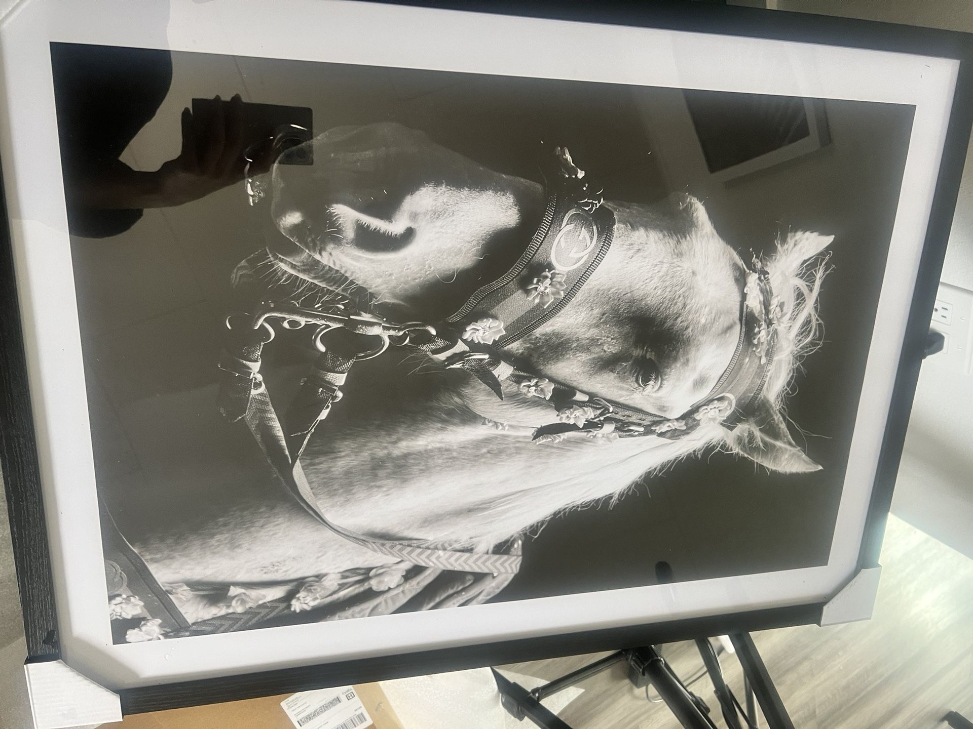 Interactive Black & White Horse photo From Boutique Gallery